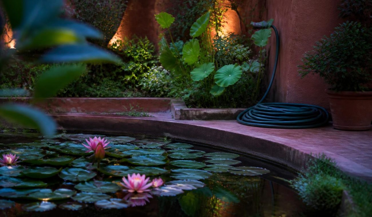 Creating a Healthy Water Garden: From Marginal Plants to Water Lilies