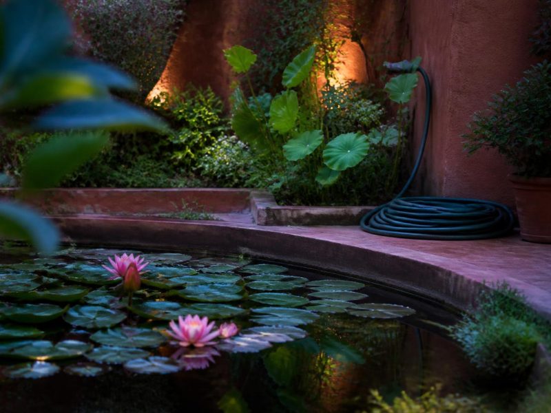 Creating a Healthy Water Garden: From Marginal Plants to Water Lilies